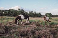 Wilde paarden op de Kampina van Carla Van Iersel thumbnail
