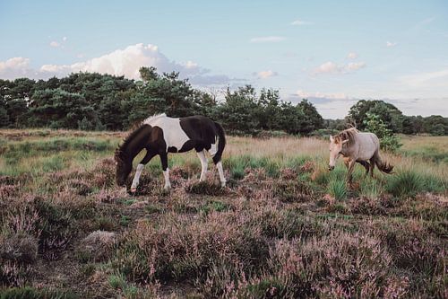 Wilde paarden op de Kampina
