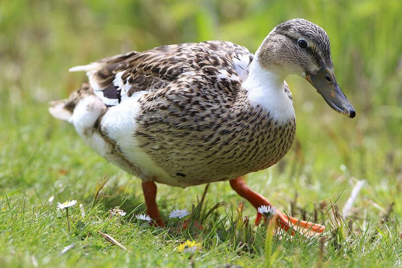 Eine Ente, die auf dem Gras herumläuft. von Jennifer Hendriks