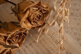 Minimalist photo of dried flower(s) by Marleen Schrijver