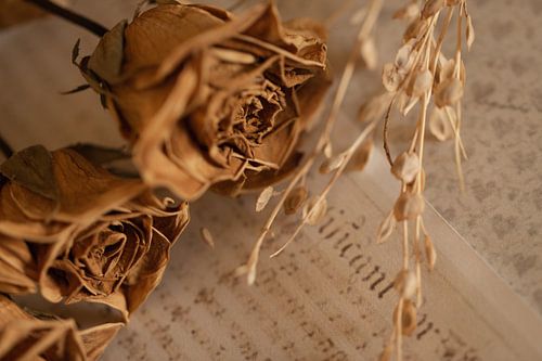 Minimalistisches Foto einer getrockneten Blume(n)