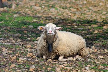 Lustiges Bild von einem liegenden Schaf auf der Wiese von cuhle-fotos