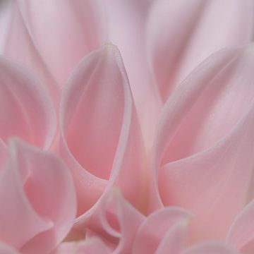 Bloemblaadjes van een roze mini Dahlia van Jefra Creations