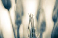 Dekorative Zwiebel/Allium von Siska Heus Miniaturansicht