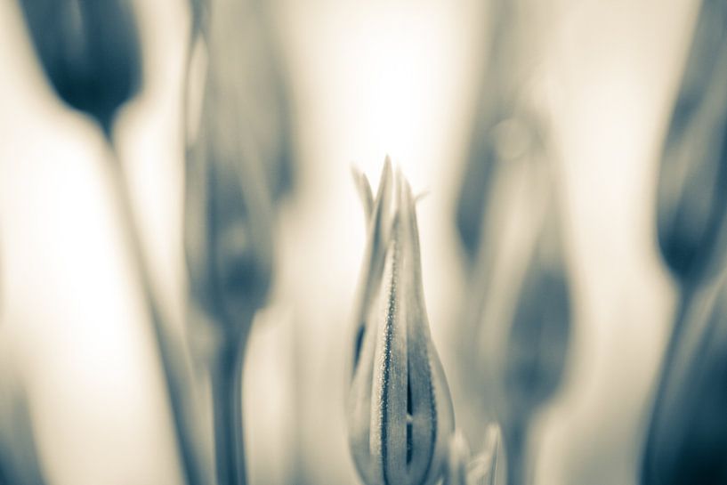 Dekorative Zwiebel/Allium von Siska Heus