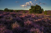 Glooiende heide heuvels met zonsondergang.