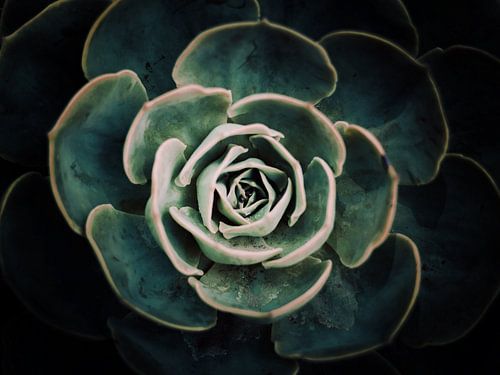 DARKSIDE OF SUCCULENTS IV