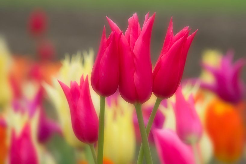 Tulip display by Nick Holland