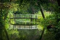 Pont dans les bois