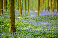 Verloren im Wald von Gerhard Nel Miniaturansicht