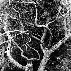 Bones of Light I by Sacred by Wendy – fine art fotografie