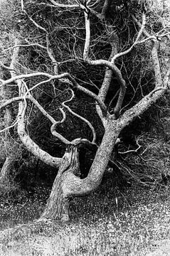 The Tree of Life von Wendy Bos