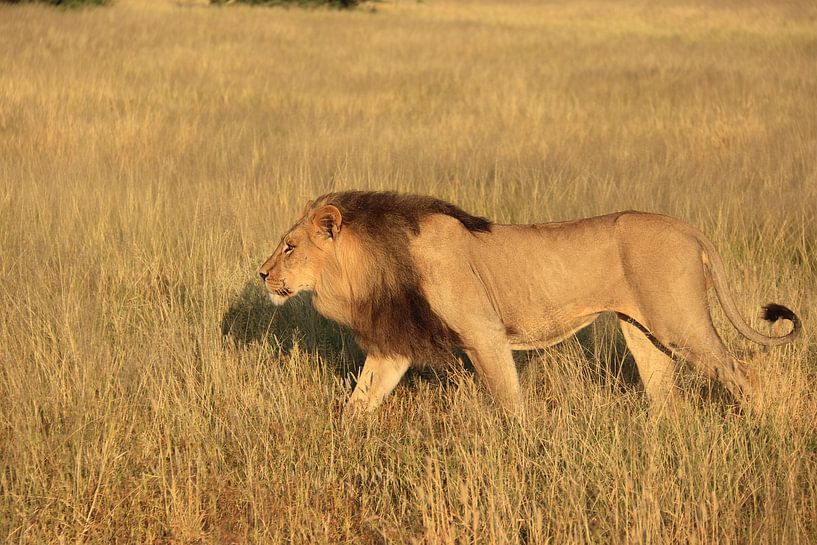 Löwe mit schwarzen Monden in der Kalahari-Wüste von Bobsphotography