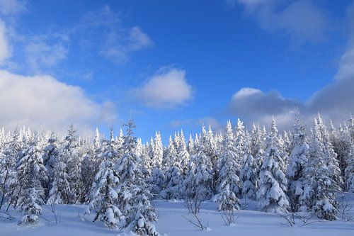 Een besneeuwd bos na de storm