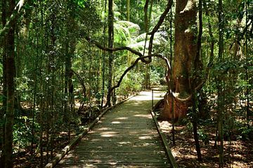 Promenade dans la forêt tropicale sur Frank's Awesome Travels