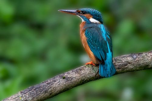 Kingfisher in Amsterdam