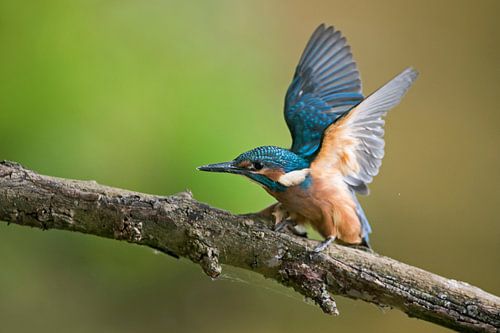 IJsvogel (Alcedo atthis), jonge vogelvleugels, smeekt om voedsel, wild, Duitsland.