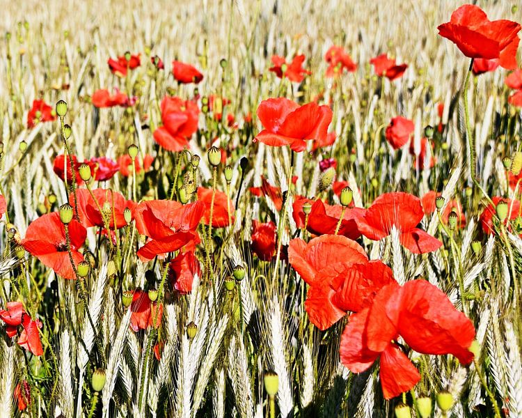 Red poppy flowers in a cornfield by Werner Lehmann