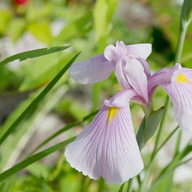 Iris ensata lila geel van Ivonne Fuhren- van de Kerkhof
