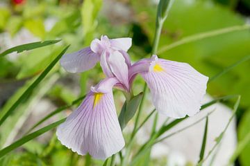 Iris ensata lila geel van Ivonne Fuhren- van de Kerkhof