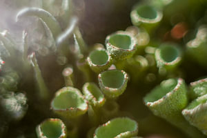 Bokeh-Tassen