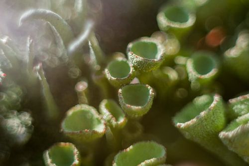 Bokeh bekers