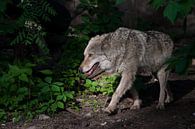 Un puissant loup (loup femelle) émerge du fourré vert d'une sombre forêt estivale. L'animal sauvage  par Michael Semenov Aperçu