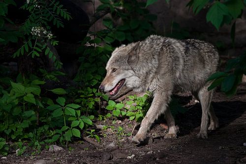 Een krachtige wolf (vrouwtjeswolf) komt uit het groene struikgewas van een donker zomerbos tevoorsch