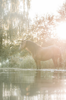 Paard aan Waterkant in Zacht Gouden Tegenlicht