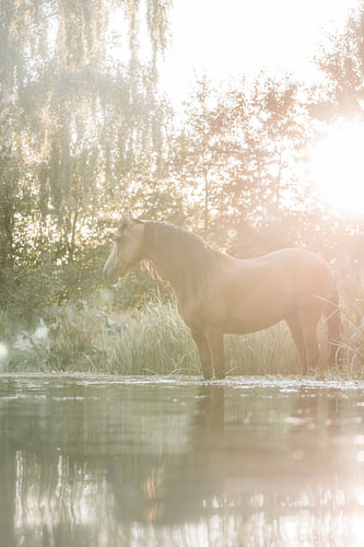 Paard aan Waterkant in Zacht Gouden Tegenlicht