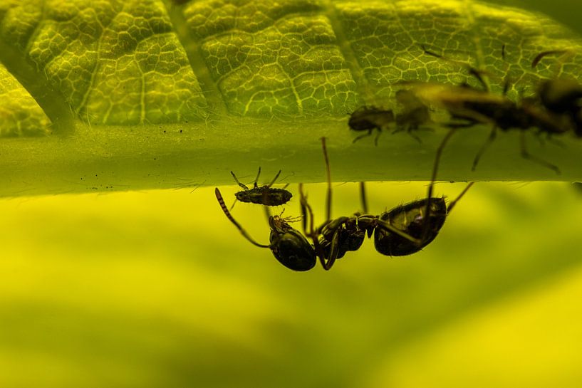 Melkerij van Antoine Deleij