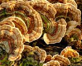 Herfst, paddenstoelen van Eugenio Eijck thumbnail