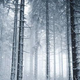 Winter in het bos van Leanne Verdonk