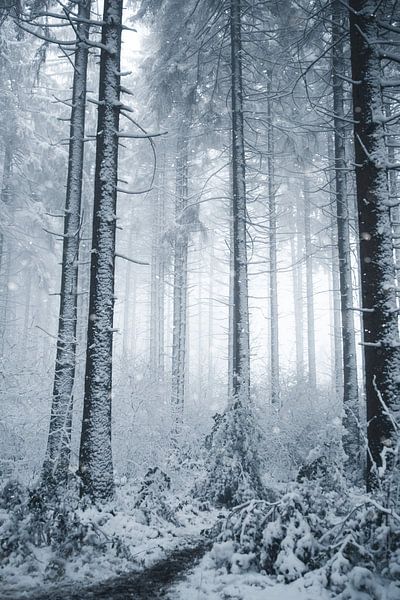 Winter in the forest by Leanne Verdonk