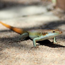 Fierce Rainbow Skink by Melanie & Wiebe Hofstra