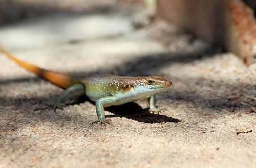 Wilder Regenbogenskink
