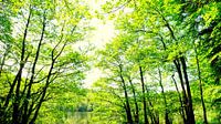 May by Ostsee Bilder thumbnail