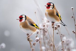 Stieglitz (Carduelis carduelis)