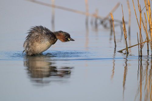 Dodaars tussen het riet in de inlagen van Noord-Beveland