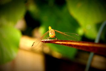 Libelle Nahaufnahme in Lomo