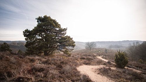 Baum auf der Posbank