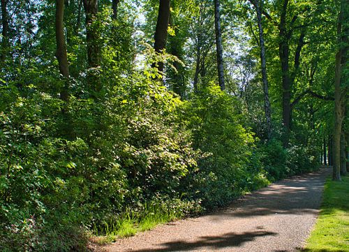Le chemin vert dans un parc de Weerter