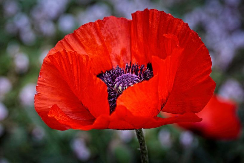Red poppy by Rob Boon