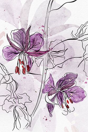 Wilgenroosje aquarel met lijn