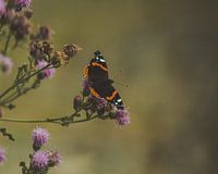 Beautiful butterfly on the flowers of a thistle