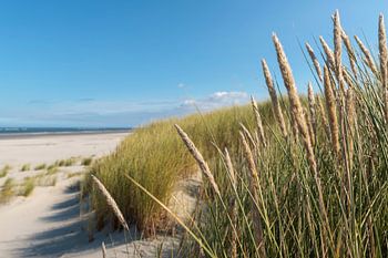 Schiermonnikoog - Helmet grass (2)