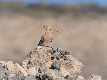 Hop op stenen in Lanzarote