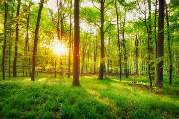 Frühlingswald - Das erste Grün im Sonnenlicht von Rolf Schnepp
