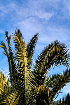 Palm frond by Dieter Walther