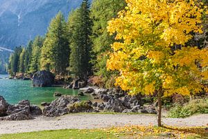 Prächtiger Spitzahorn am Pragser Wildsee im Herbst, Südtirol